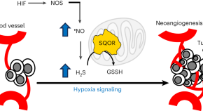 new research in cancer cell