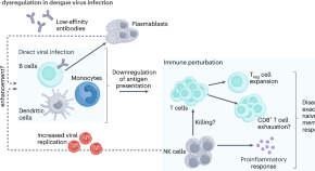 process of antigen presentation