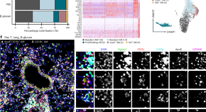 new research on inflammation