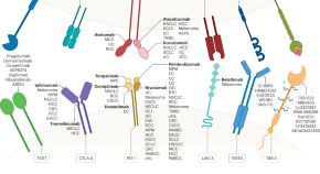 research papers on immunology