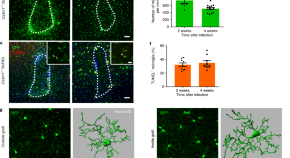 Brief Communications | Nature Neuroscience