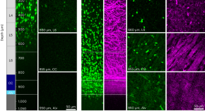 new ms research 2022