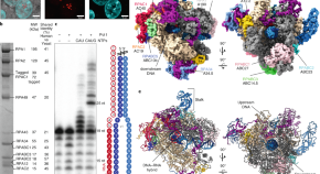 Browse Articles Nature Structural & Molecular Biology