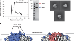 The cryo-EM structure of the human neurofibromin dimer reveals the