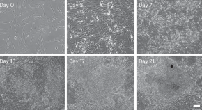in vitro culture research paper in vitro culture research paper