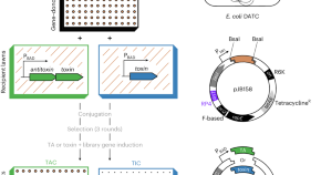 research project in molecular biology