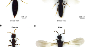 research articles on evolutionary genetics