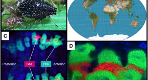 what is the biological research