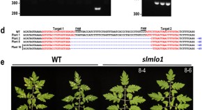 research paper on plant community