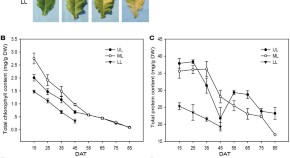 research paper on plant community