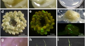 research paper on plant community