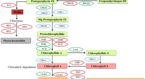 research paper on plant community