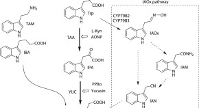 research paper on plant community