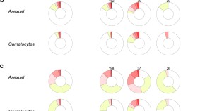 Hemoglobin variants shape the distribution of malaria parasites in