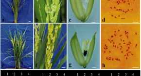 research paper on plant community