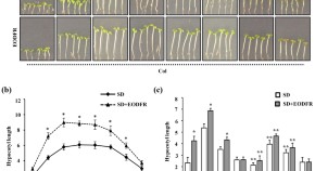 research paper on plant community