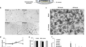 research paper on plant community