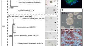 cell and molecular biology research articles