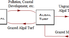 essay titles about ecology