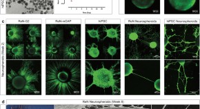 research projects in cell biology