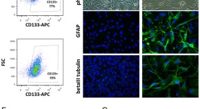 cell and molecular biology research articles