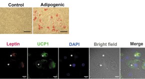 research projects in cell biology