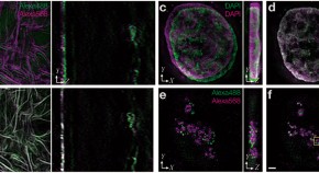 cell and molecular biology research articles