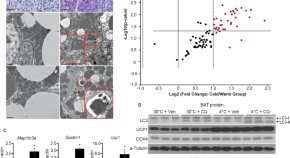 cell and molecular biology research articles