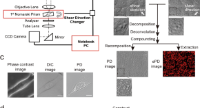 cellular biology research paper