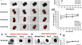 cellular biology research paper