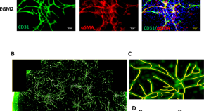 cellular biology research paper