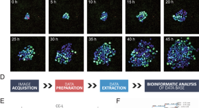 cellular biology research paper