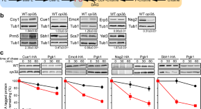 cellular biology research paper