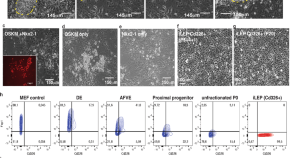 cellular biology research paper