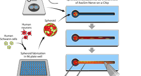 research papers on neurobiology