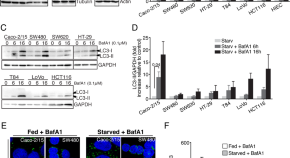 cellular biology research paper