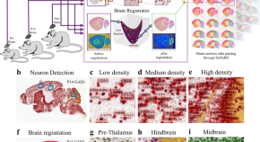 research papers on neurobiology