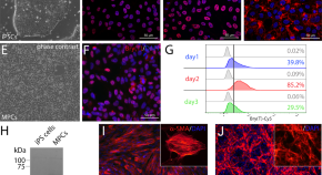 cellular biology research paper