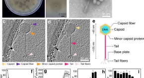 research papers microbiology free research papers microbiology free