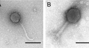 research papers microbiology free research papers microbiology free