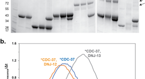 latest research papers on capillary electrophoresis