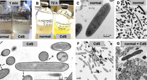 recent research topics in cell biology