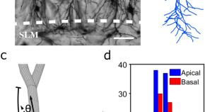 research topics for neurology