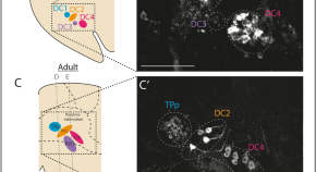 research articles neuroscience