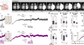 research articles neuroscience