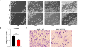 article about cancer research