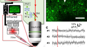 research articles neuroscience