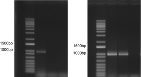 recent research topics in cell biology