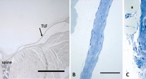 research topics for neurology