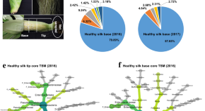 Transmitting silks of maize have a complex and dynamic microbiome